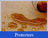 Carpet & Upholstery Protectors